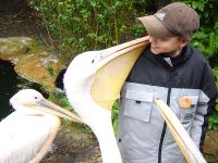 Pelikane sind recht anschmiegsame Gesellen - zumindest, wenn Dennis bei ihnen im Gehege des Erlebnis-Zoo Hannover auftaucht.